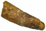 Bargain, Fossil Spinosaurus Tooth - Real Dinosaur Tooth #331508-1
